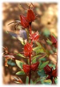 Capullos de flor de Jamaica