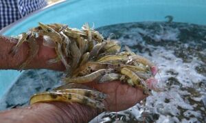 Camarones
