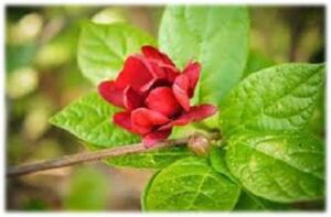 Flor de Jamaica