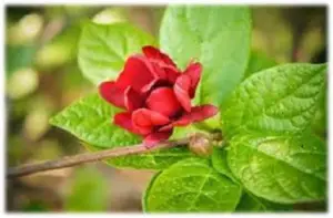 Flor de Jamaica