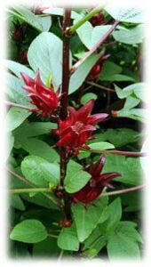 Flor de Jamaica