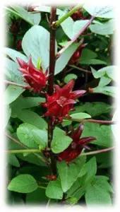 Flor de Jamaica
