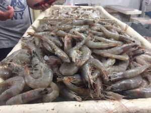 Camarones