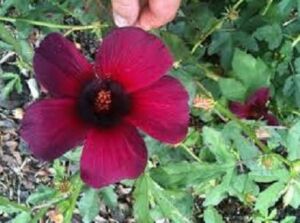 Flor de Jamaica