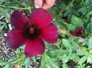 Flor de Jamaica