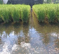 Cultivo de arroz en melga llena de agua