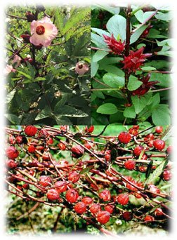 Plantas de flor de Jamaica