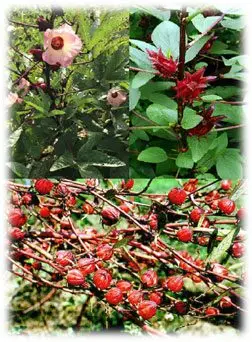 Plantas de flor de Jamaica