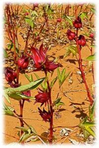 Cultivo de la flor de Jamaica