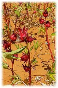 Cultivo de la flor de Jamaica