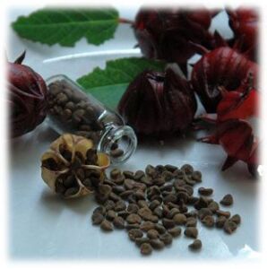 Flor de Jamaica
