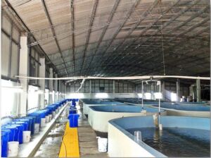 Cultivo de camarón en piscinas