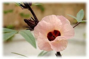 Flor de Jamaica rosada
