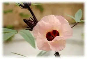 Flor de Jamaica rosada