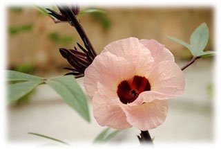 Flor de Jamaica - Una flor de Jamaica con pétalos color rosa con el interior rojo