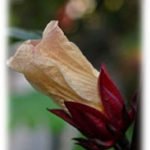 Flor de Jamaica