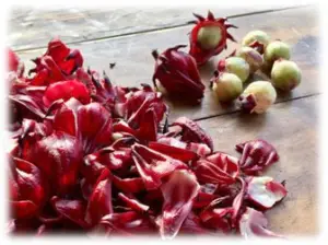 Flor de Jamaica