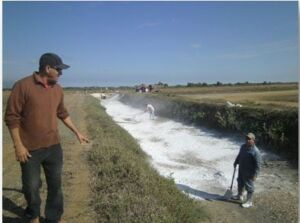 Cultivo de camarón