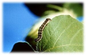 Larva plaga de la flor de Jamaica