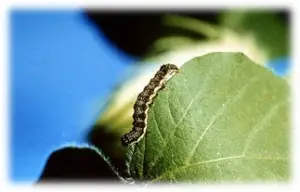 Larva plaga de la flor de Jamaica