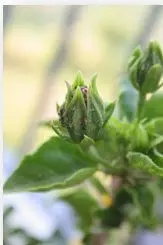 Áfidos en los capullos de la flor de Jamaica