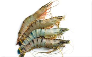 Camarones