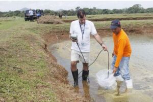 Cultivo de camarón - Calidad del agua para la cría de camarones