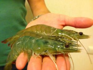 Camarones