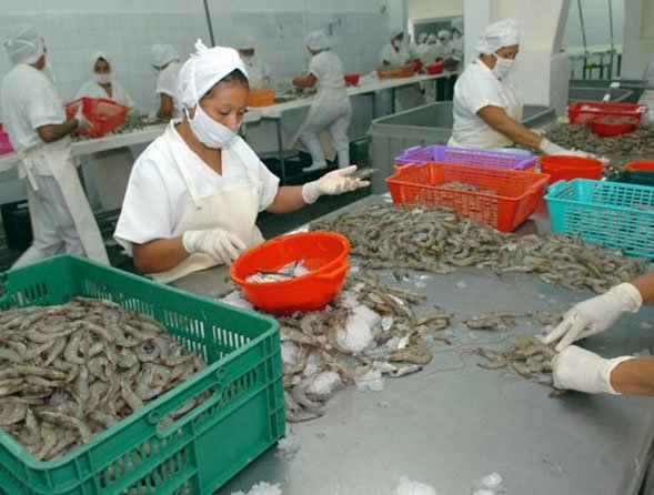 Cultivo de camarón - Personas con indumentarias de color blanco, guantes, tapabocas y cobre cabezas seleccionando en cestas a los camarones