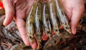 Camarones