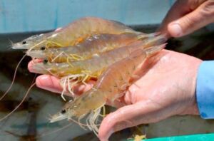Camarones