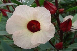 Flor de Jamaica: beneficios, propiedades y desventajas