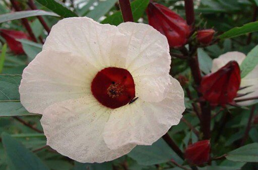 Flor de Jamaica: beneficios, propiedades y desventajas