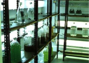 La ostra - técnica de cultivo