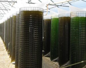 La ostra - técnica de cultivo