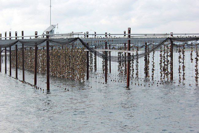 Columnas en el mar con cuerdas donde se siembran las ostras