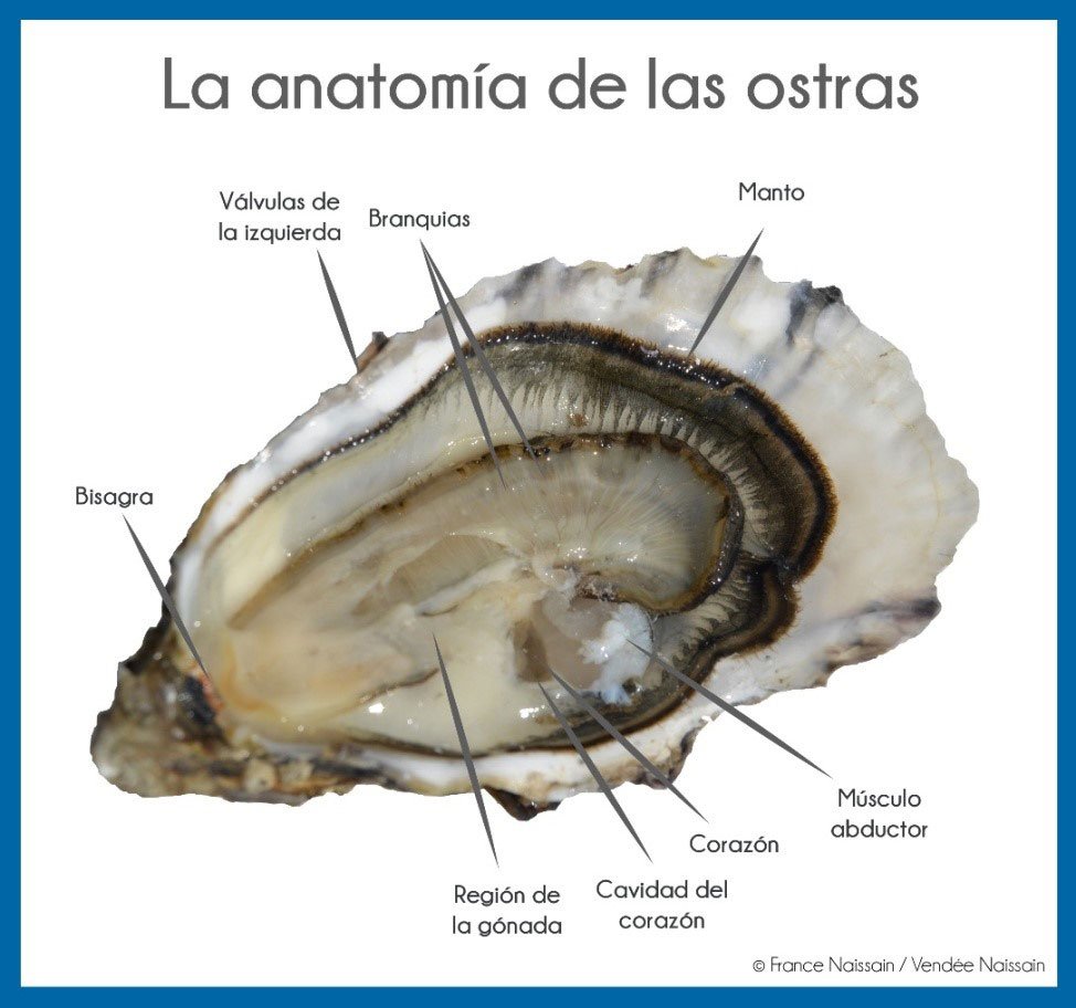 Una ostra abierta y la descripción de su anatomía