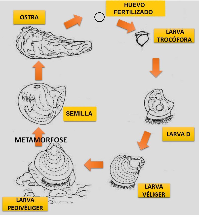 Dibujo de diagrama de desarrollo embrionario y larval de la ostra
