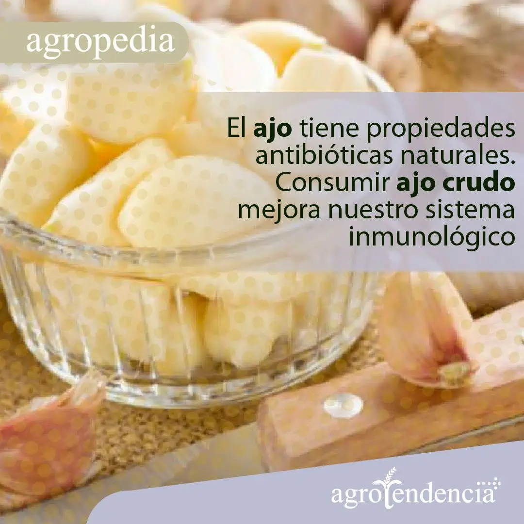 Cultivo de ajo - Recipiente de cristal, repleto de ajo pelados