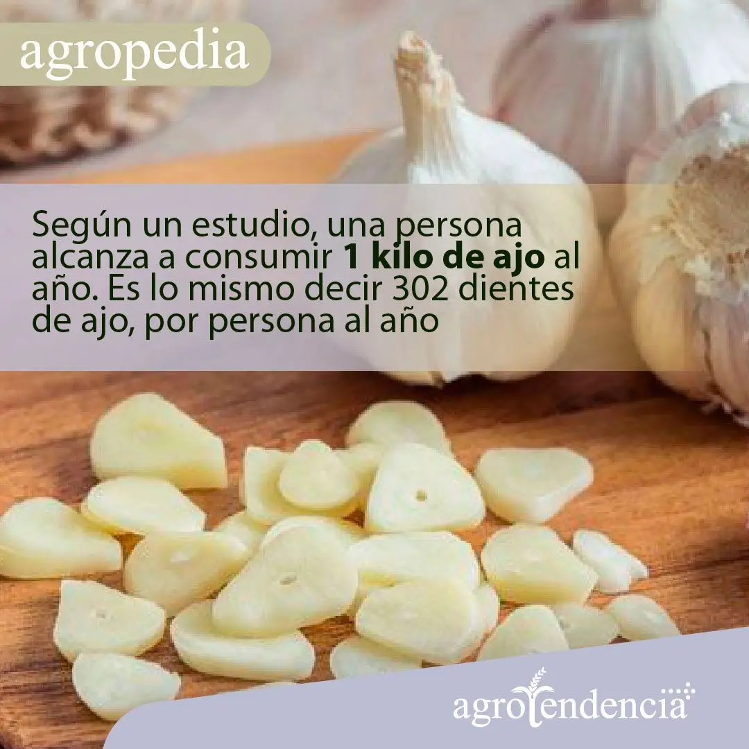 Cultivo de ajo - Ajo entero y en rodajas