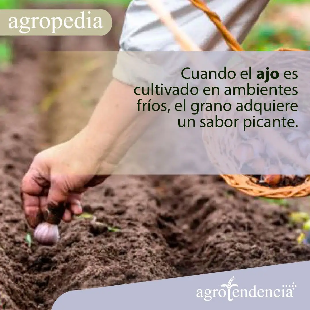 Cultivo de ajo - Persona sembrando una cabeza de ajo