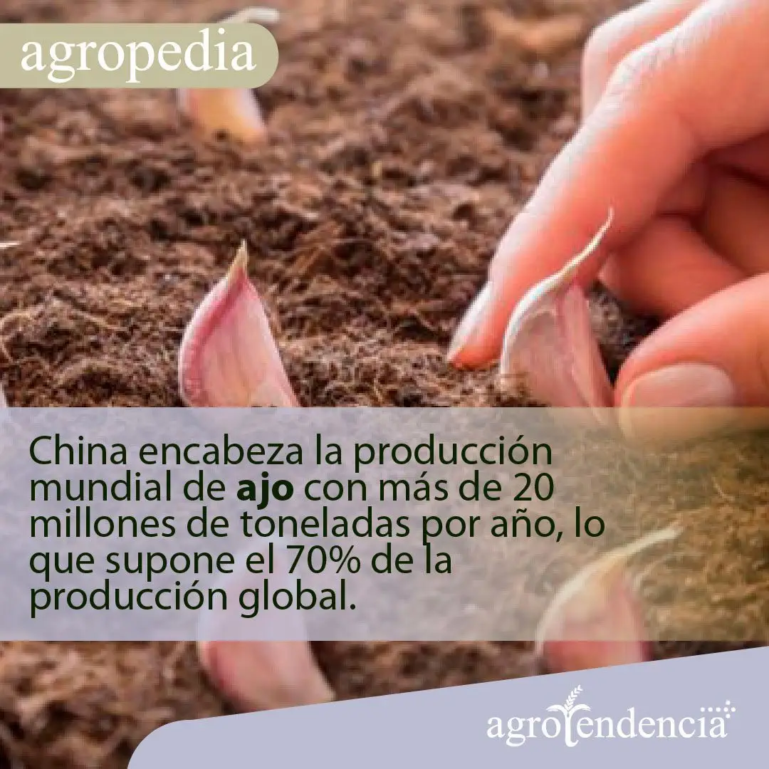 Cultivo de ajo - Mano sembrando dientes de ajo
