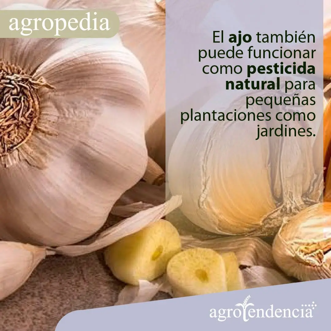 Cultivo de ajo - Cabezas de ajo y rebanadas de ajo