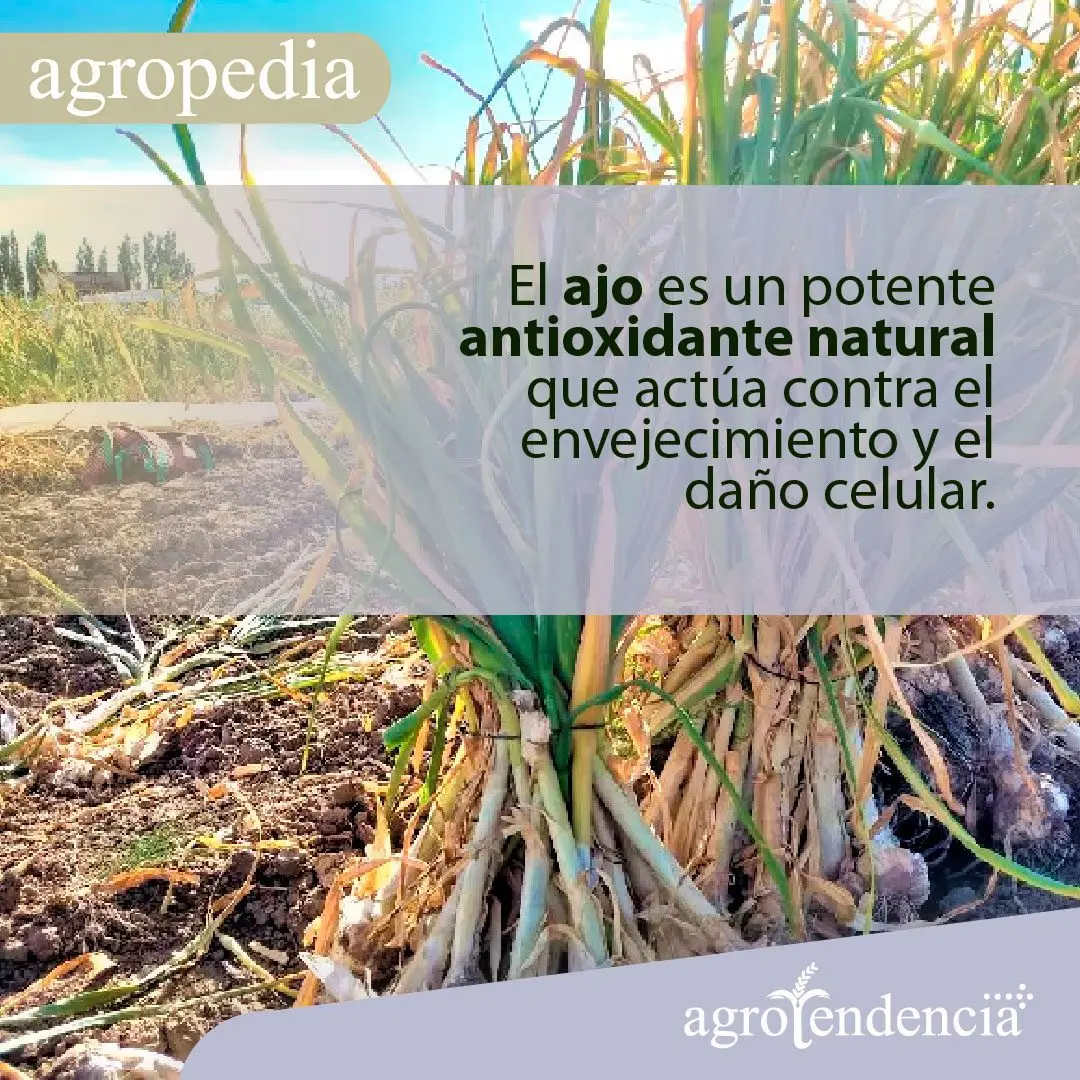 cultivo de ajo