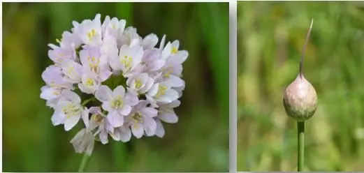 Cultivo de ajo - Flores de la planta de ajo