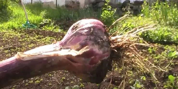 Cultivo de ajo 