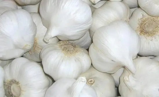 Cultivo de ajo - Ajo blanco