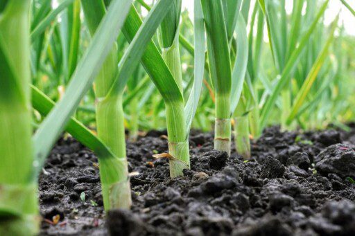 Cultivo de ajo: etapas, tiempo de cosecha y fertilización