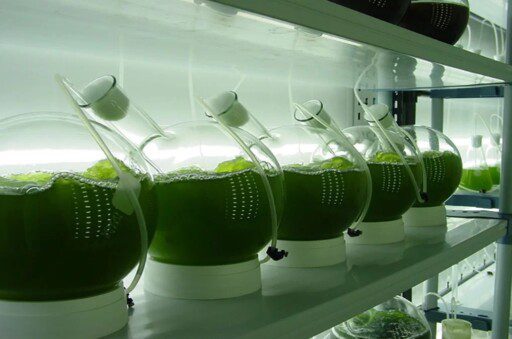 Bioeconomía: qué es, importancia, ejemplos y ventajas