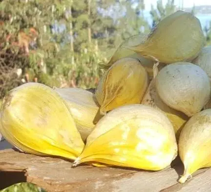 Cultivo de ajo - Ajo chilote